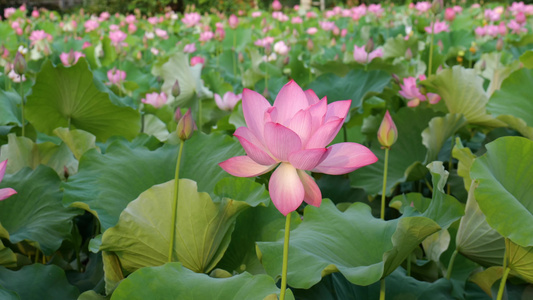 荷花与蜜蜂授粉视频