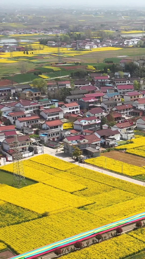 陕西汉中春季风光盛开的油菜花自然风光33秒视频