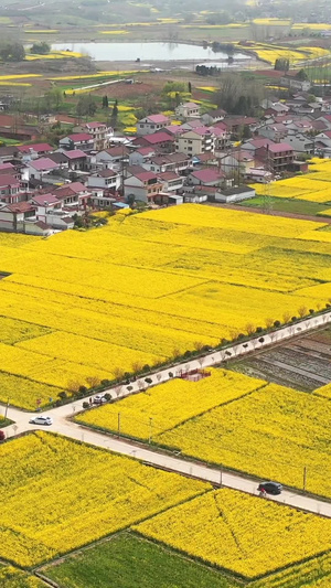 陕西汉中春季风光盛开的油菜花田园风光33秒视频