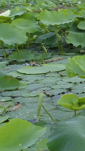 莲藕航拍农产品种植视频