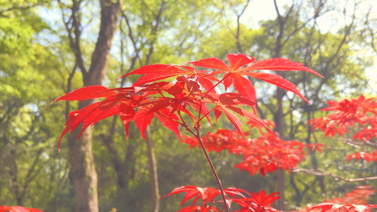 4K实拍秋天风景枫叶变红了视频