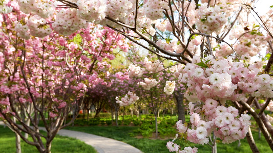 春天公园里的樱花盛开视频
