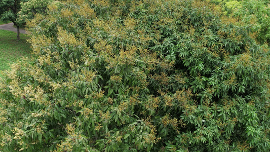 春天荔枝开花结果航拍视频