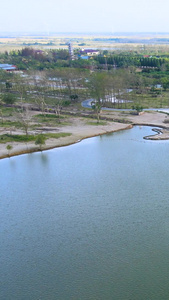 5A风景区大丰麋鹿园麋鹿群航拍合集野生麋鹿视频