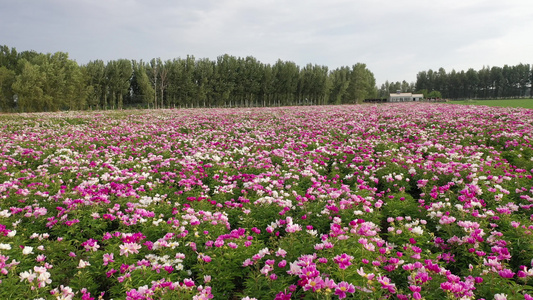 沙漠芍药视频