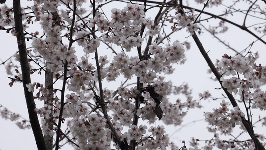 春天阳光下的樱花花朵视频