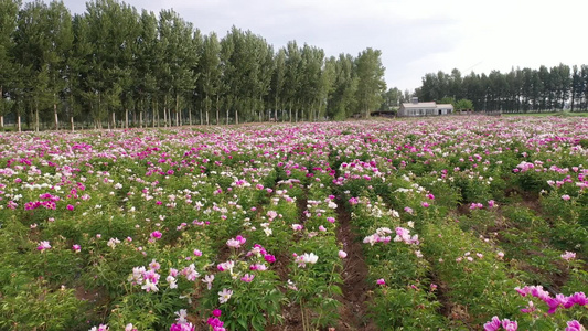 沙漠芍药视频