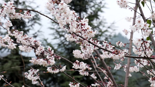 春天阳光下的樱花花朵视频