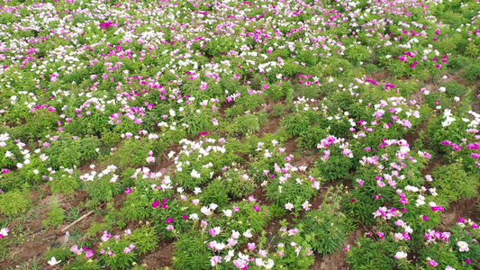 沙漠芍药视频