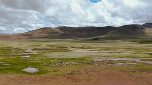 航拍西藏阿里地区高原地貌与放牧羊群视频41秒视频