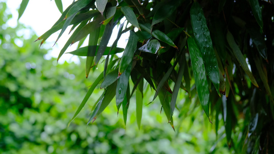 雨后在微风中摇晃的竹叶视频