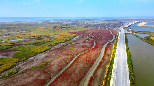 4K颜色碰撞大自然航拍红海滩芦苇荡交界红绿视频
