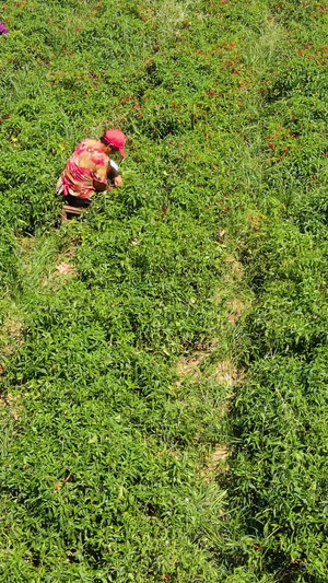 农民辣椒采摘辣椒种植91秒视频