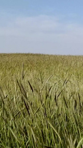 春夏麦田风吹麦浪景观自然风光视频素材大自然视频