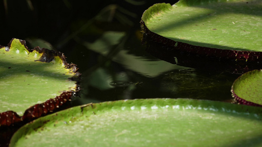 【镜头合集】霸王莲花叶片水生植物视频