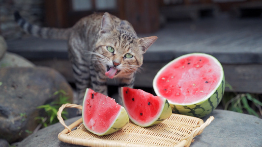 4k夏天吃西瓜的小猫咪视频