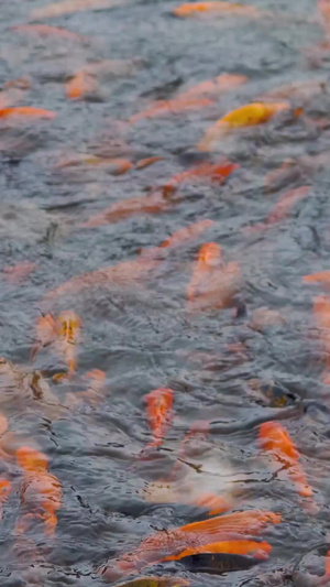 水池里的金鱼锦鲤16秒视频