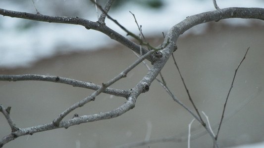 冬天冬季下雪花寒冷视频