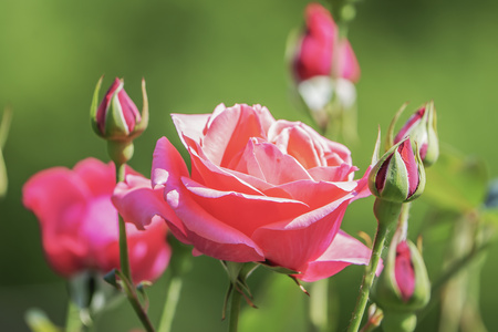 月季花特写视频视频