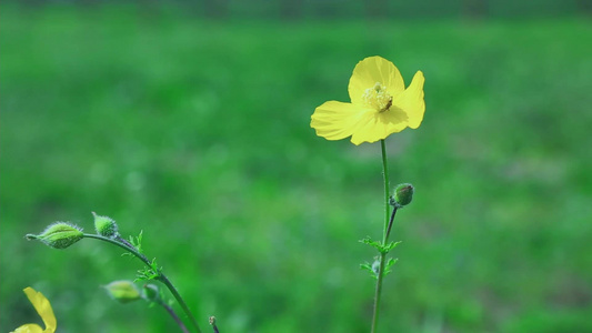 唯美小清新鲜花视频