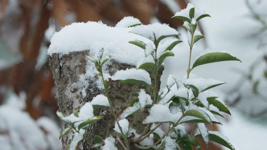 冬天冬季下雪花寒冷视频