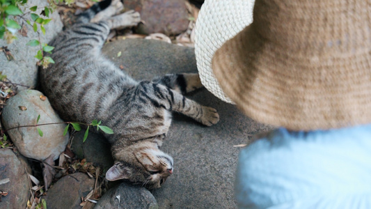 4k夏天享受女孩扇风的猫咪视频