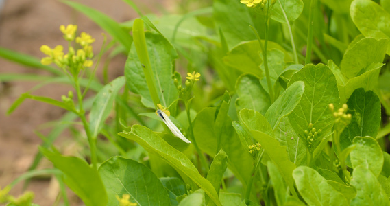 菜园里种植的小青菜视频