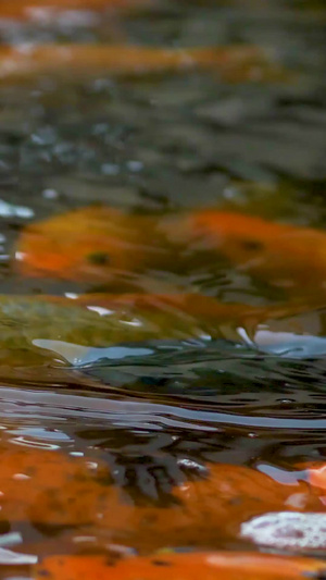 观赏水池里金鱼红鲤鱼14秒视频
