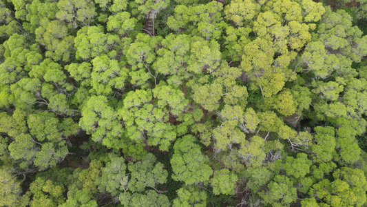 俯拍绿色森林植物视频