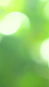 绿色环境光斑阳光柠檬果实视频