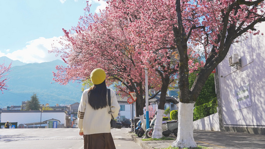 4K樱花树下漫步的少女视频