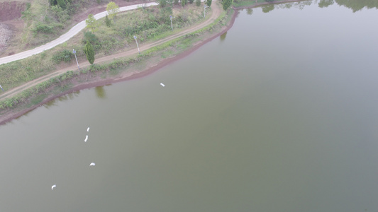航拍湖泊湿地公园自然风光成群的白鹭视频