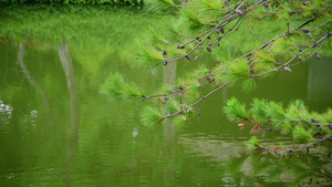 低垂在水面上的松树4K15秒视频
