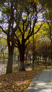 实拍从布满落叶的公园跑过视频素材视频
