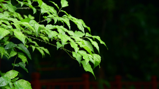 雨水打在树叶上4K[淅沥沥]视频