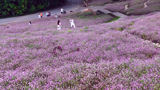 4K航拍南宁青秀山郁金香花开美景视频