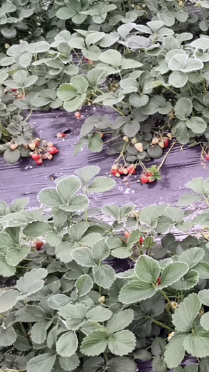 多镜头大棚温室草莓86秒视频