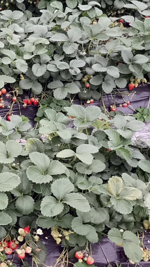 多镜头大棚温室草莓86秒视频