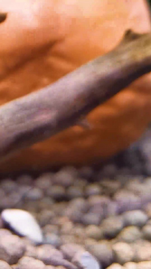 热带底栖鱼清道夫之珍珠鼠和熊猫鼠各种清道夫65秒视频