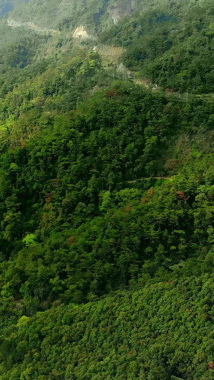 航拍雨后的森林山谷9秒视频