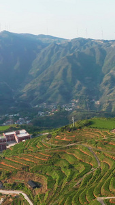 高山上茶园航拍视频