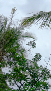 椰子树及椰子果实实拍合集视频