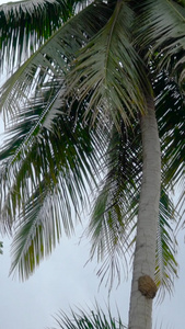 椰子树及椰子果实实拍合集视频