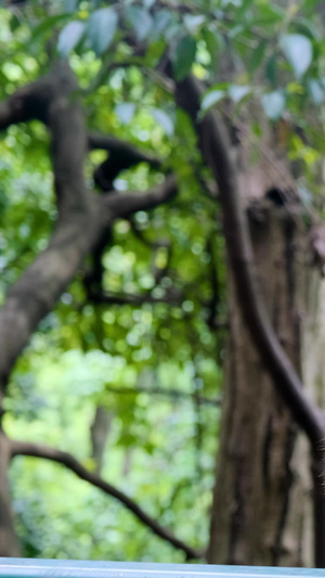 野生猕猴野生动物22秒视频