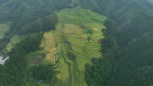 4k欧家梯田17秒视频