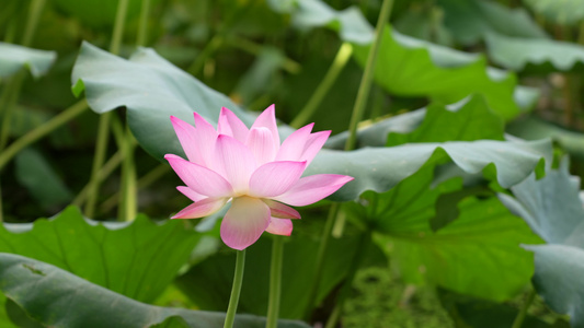 荷花实拍视频