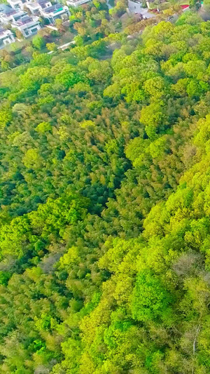 树林里的教堂植物园40秒视频