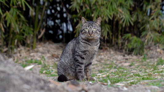 公园流浪猫视频