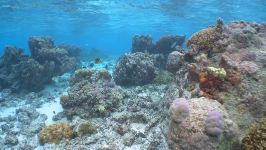 海洋生物鱼群珊瑚合集视频