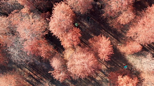 又是一年红色水杉树季节视频